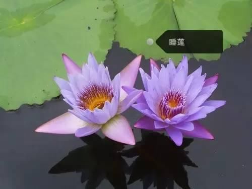 150种常见植物及花卉，你认识几个？