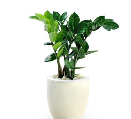  环境中|这些观叶植物，非常适合养在客厅，给客厅增添生机！