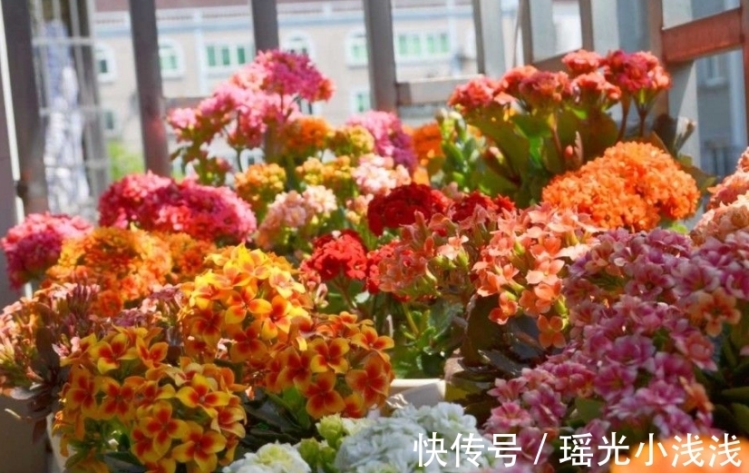 花苞|花市卖的长寿花，都满头花苞，原来是有“猫腻”，学学吧