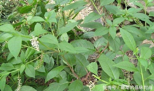 山萝卜|农村野生山萝卜,以前挨饿时候人才吃,现在一斤能卖30多