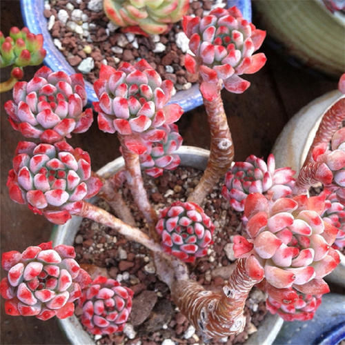 养多肉植物,了解掌握几个技巧,很快长成老桩,邻居看了都羡慕