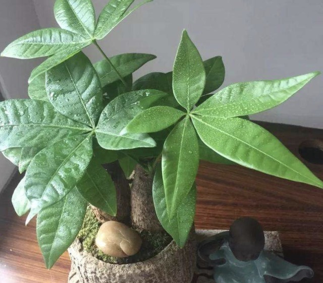 金钱兜|独特的“三种花”,过年时养2盆,寓意招财、旺运,枝叶好看!