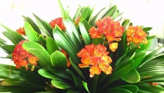 盆底|盆里扔2样东西,养花10年不烂根,叶子油光瓦亮,花苞挂满枝头