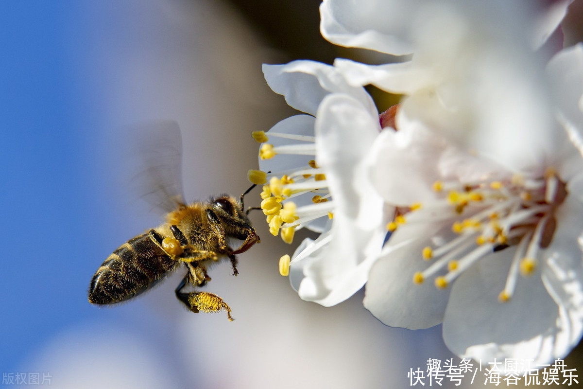 1根筷子就能辨别真假蜂蜜!赶紧来学学吧,参假蜂蜜一试就现原形