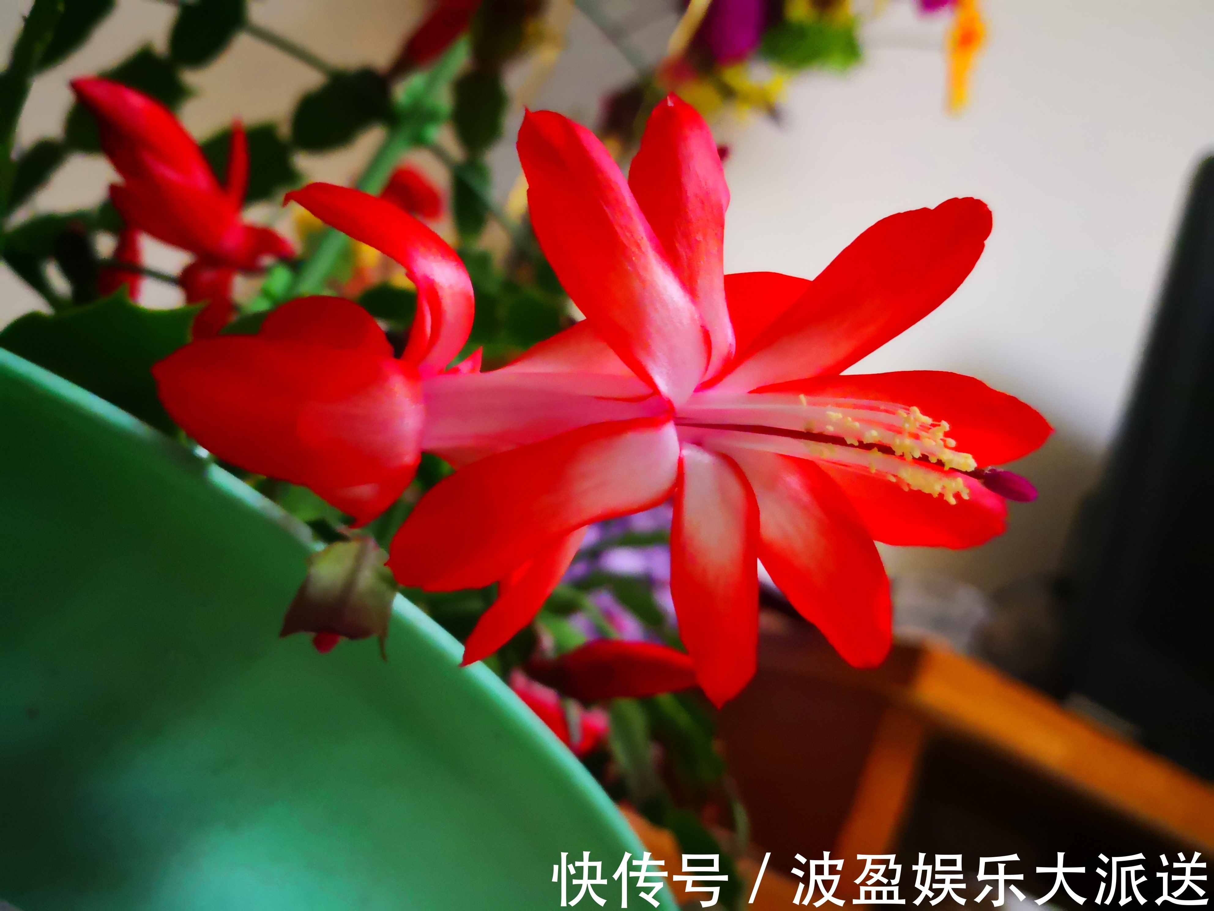 嫩叶|蟹爪兰在秋季什么时候摘嫩叶催花最好摘错嫩叶时机冬季难开花