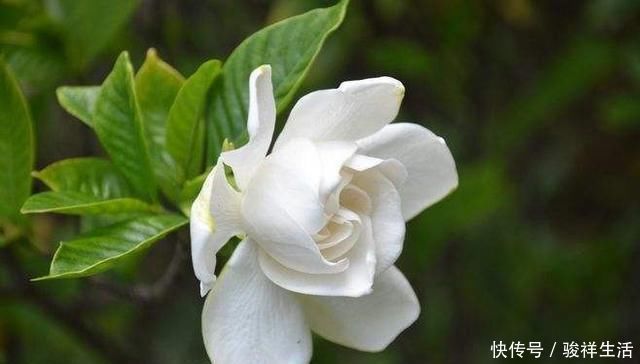 阳台上|栀子花不开花、养不活不是花难养,而是方法错了