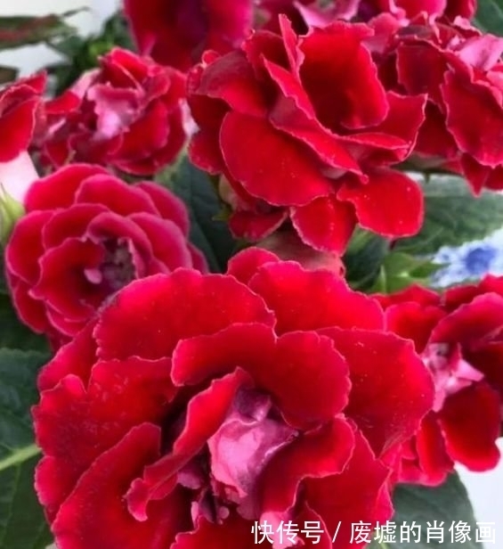 大岩桐|最适合新手养的4种花,沾土就能活,花期长达200天,养出小花园