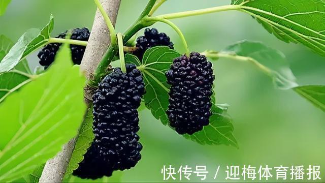 鱼钩|便宜又好用!鲤鱼最爱的2种饵料,赶紧试试吧