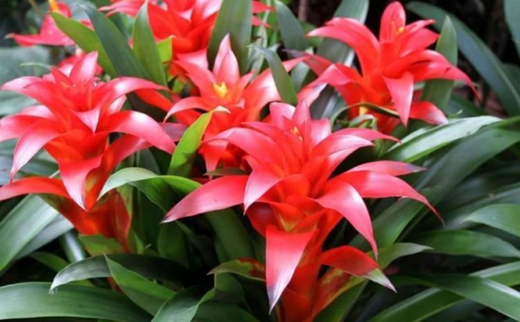 养花就养个花期长的,花大色艳,花朵烂漫迷人,美爆了