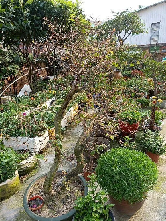 蟹爪兰|长寿花换盆，切忌越换越大，一直用小盆养才好！