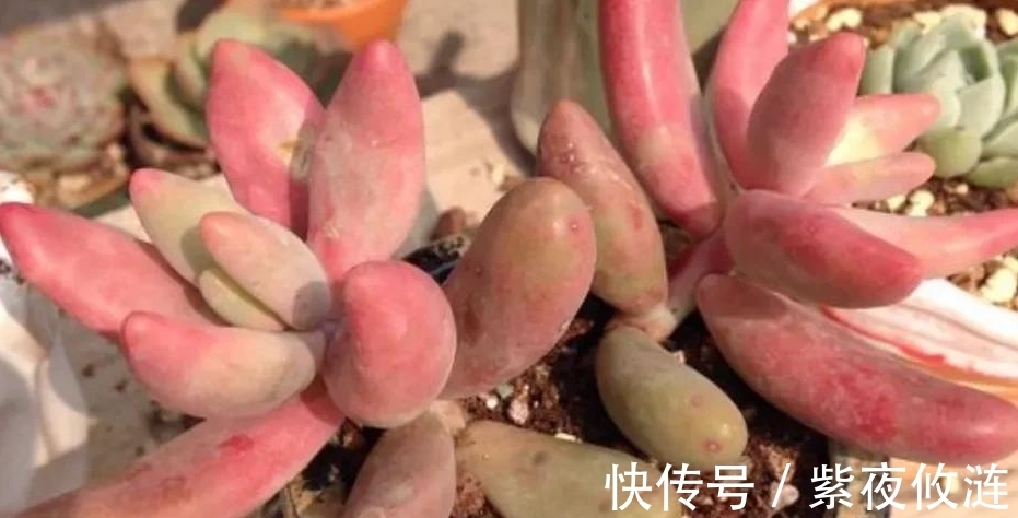 姬胧月|9种口碑非常好的多肉,易养护,出状态又仙又美