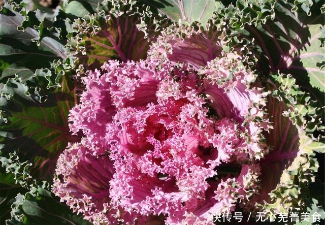 这4种花，漂亮好养、耐寒花期长，能做美食能入药，营养健康