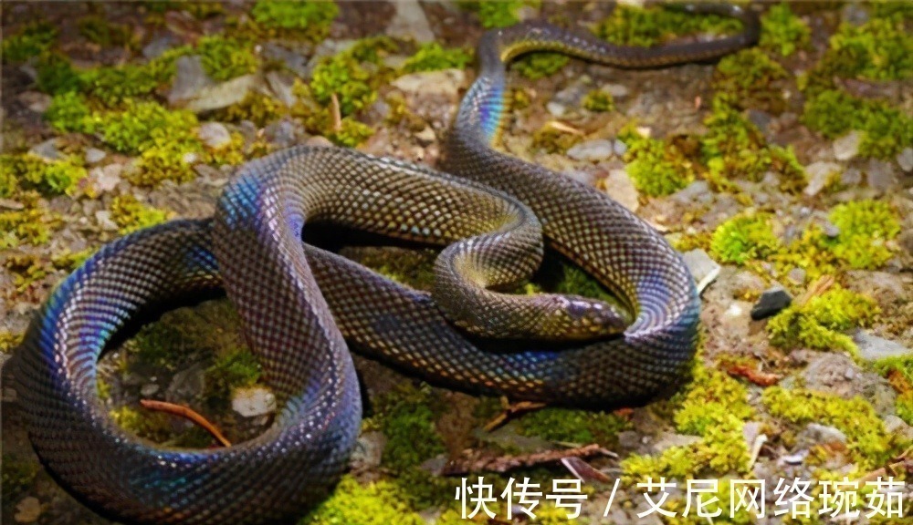 红袍$蛇真的存在复仇心理吗?古书曾多次提到,证明了蛇的复仇心理极强