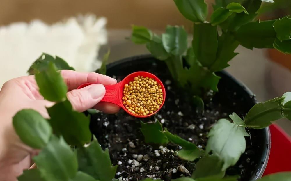 黄叶|4个养花坏习惯，花卉养一盆死一盆，你中了几个？