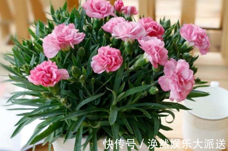 植株|有钱人最喜欢养“3种花”,四季都开花,镇宅又招财,比绿萝好养