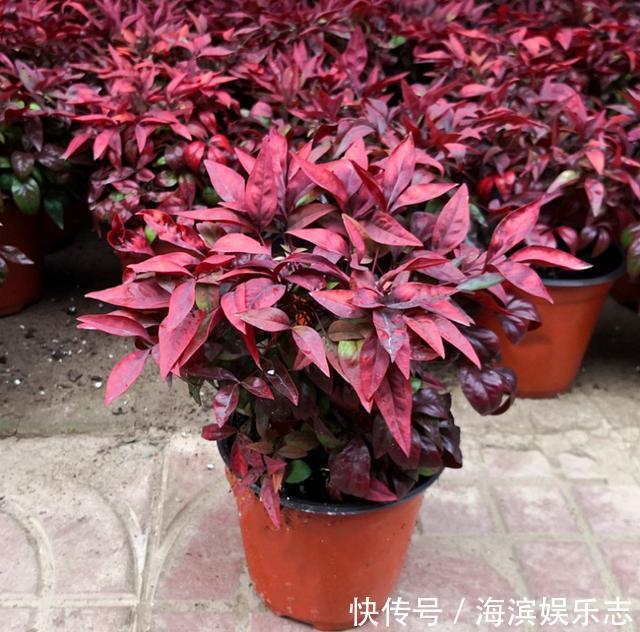 盆景|南天竹养护简单还能做成盆景,既能赏花还能结果,注意这几点就行