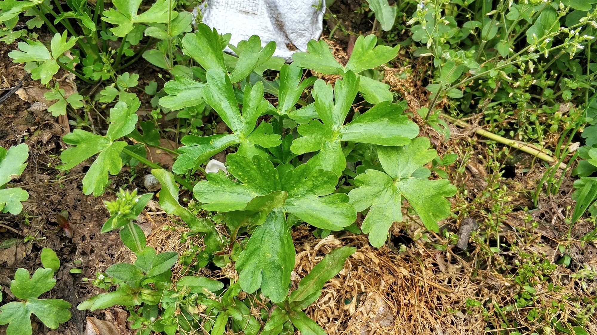 笔者|农村茅厕边野草，蛇见到就跑，人称“鬼见愁”，是民间治风湿良方