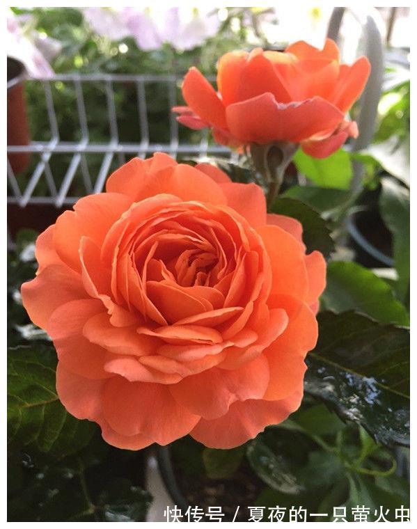 养花就养耐旱的，开花花朵挂满枝，比吊兰还好养，夏季也赏花不断