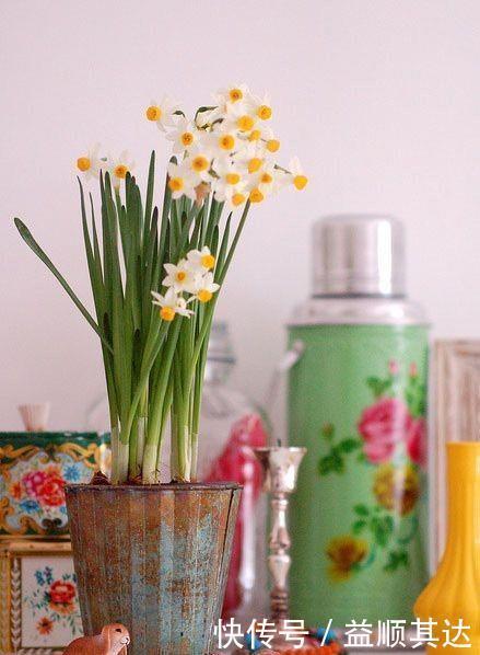 花草盆栽：6种冬天开花的植物，随便养上一盆，美翻整个寒冬！