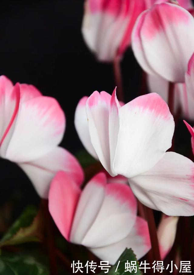 花友来稿|翩翩蝴蝶花还能开180天?看完文章你也可以