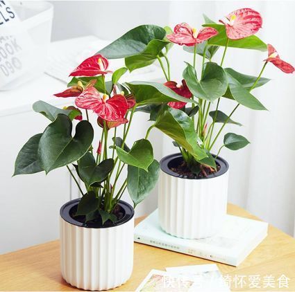 此款花卉，花期长易养活，家养一盆全年赏花，是阳台盆栽极品