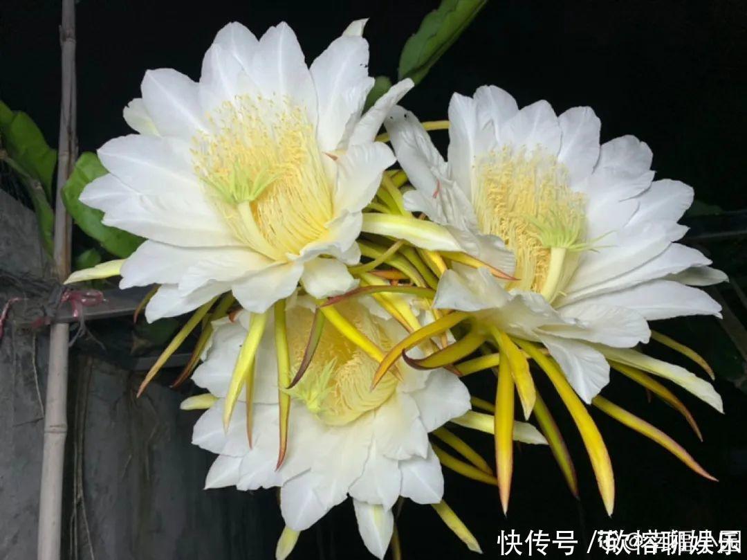 花花|大粗杆插土里，7天生根，当年结果压弯枝，不用买水果了！