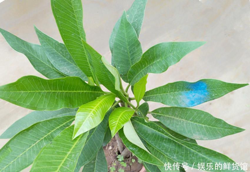 吉祥|佛家六种美丽又芳香的吉祥圣花,家养一盆平安吉祥,漂亮还好养