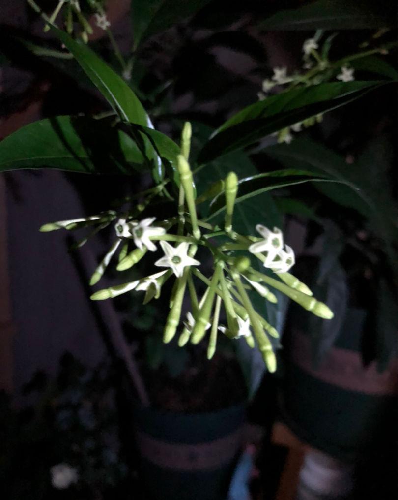 花友们|夏天室外养花,蚊子太多了,种点驱蚊草试试