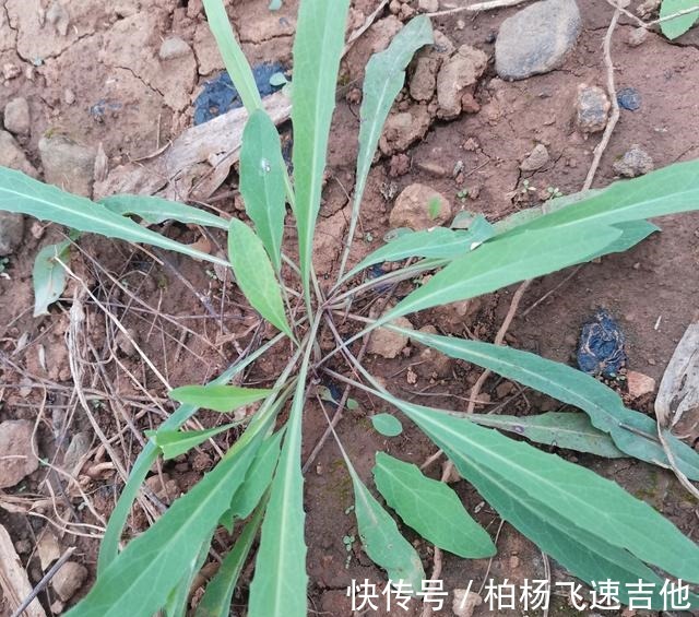 兰陵|临沂兰陵管这些野菜这样叫,不知道各地都一样吗!