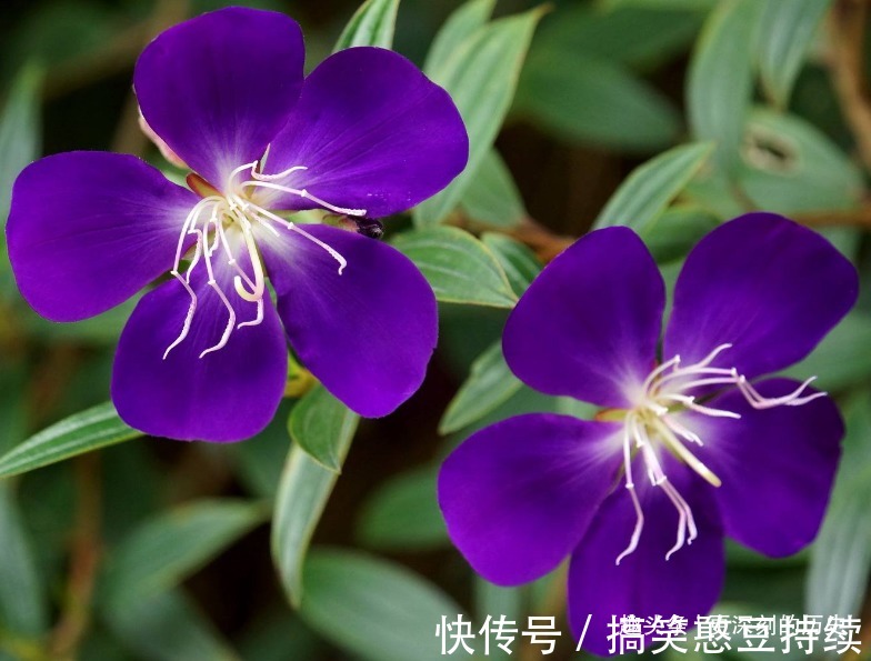 此花花色艳丽,优雅的花姿给人以雍容华贵的美感,寓意为自然
