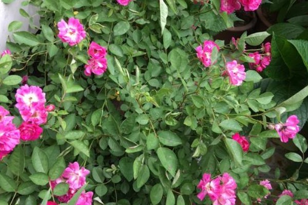 此花是代表了爱情的花,是爱情中的思念,也是寓意神圣的花