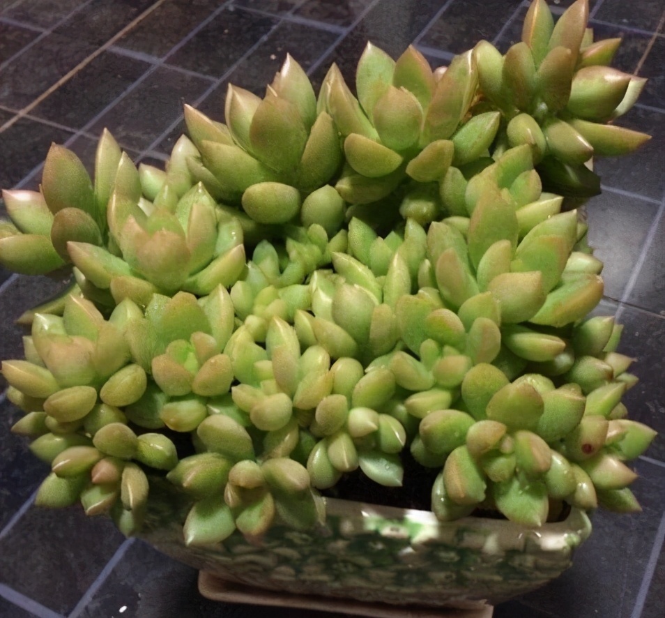 普货|6款多肉大普货，完全靠实力征服花友，养护简单出状态真好看