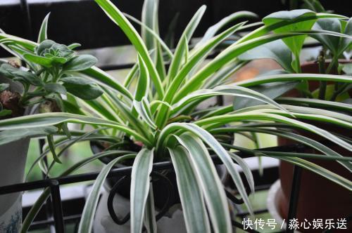 砰砰返青油亮亮|家里吊兰干尖黄叶,用这4招来改善,砰砰返青油亮亮