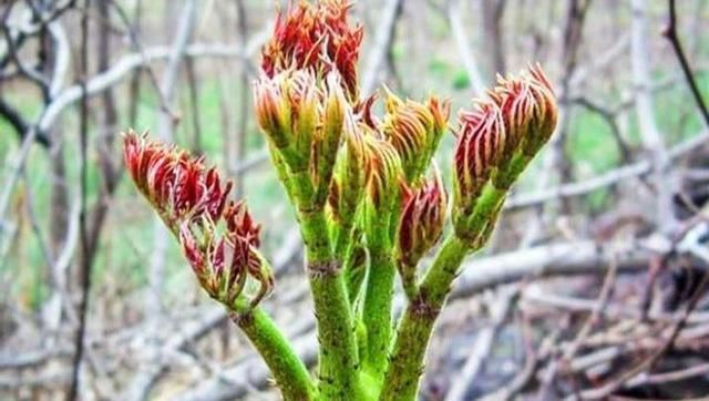 嫩芽|农村山上一种野菜,价格比肉贵,农民以前却拿来当柴禾烧,啥野菜