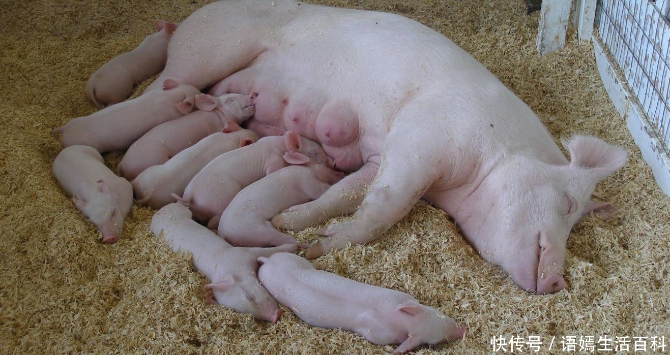 农村|农村俗语:男怕柿子女怕梨,母猪最怕西瓜皮,是啥意思呢