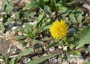 蒲公英|蒲公英和此物一起泡,睡前一杯,脂肪不见了,肝也干净了!