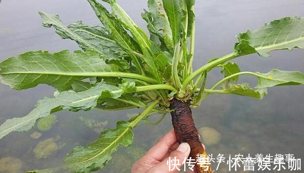 草酸|人称“野菠菜”,曾是穷苦人的救命野菜,如今15元一斤成抢手货