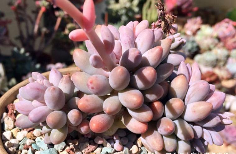 多肉很迷人,一旦入坑就很难出去,除非碰到6种让人郁闷的状况