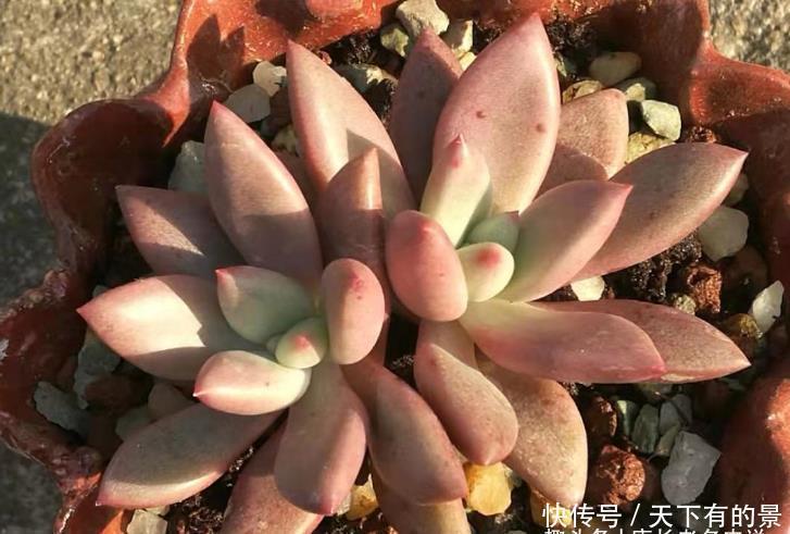 多肉叶插的时候叶片还没出根和出芽应该怎么弄？需要照射散光吗？