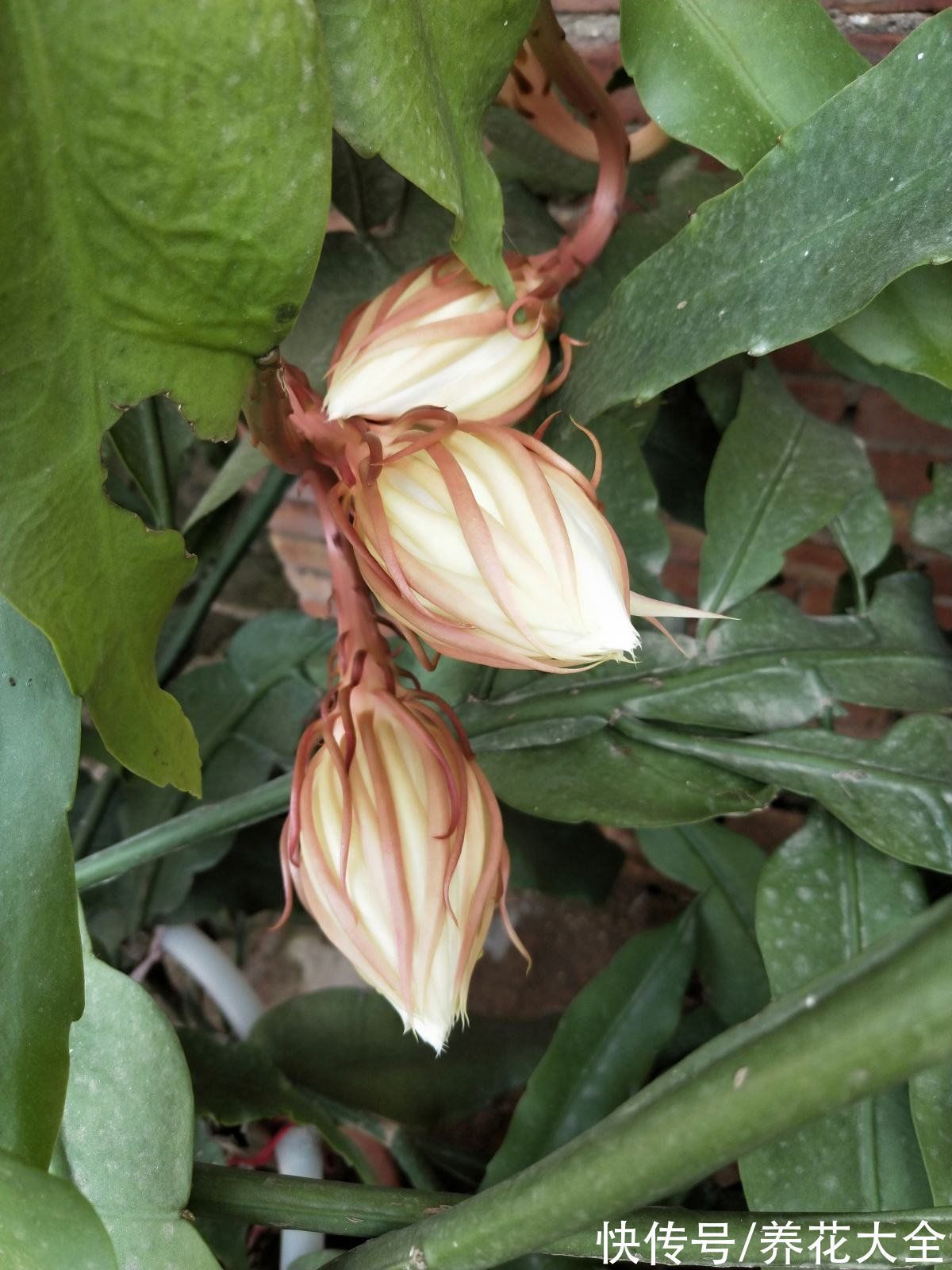 民间流传不吉利的花,敢养的人太少,你养过几种?