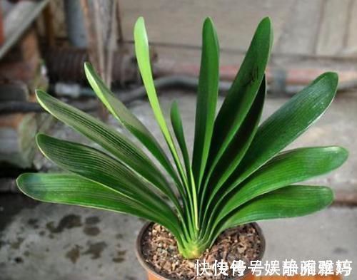 肥料|怎么让君子兰根壮叶厚?浇点有机水,效果一级棒,立竿见影