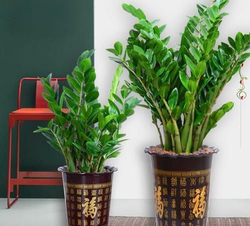 客厅里的发财树扔了吧,新型寓意植物,养一盆财运亨通