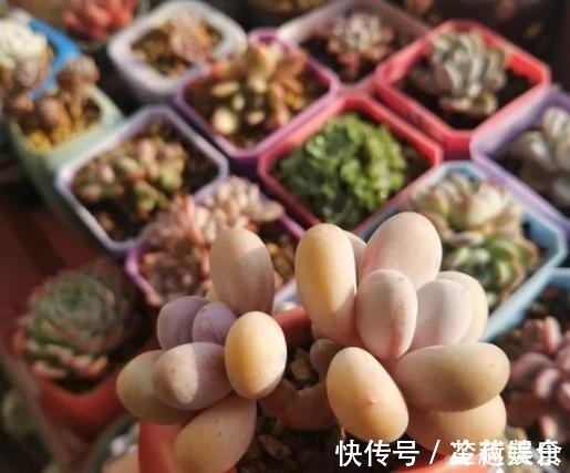 银波锦|办公室养多肉,盆栽这5款,不怕采光差、难看、一盆不剩!