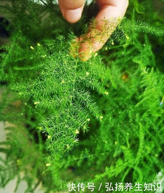 10大受欢迎绿植,你家养了几种!