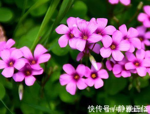 芳香王|养花就养这几款，全年开花不停，开花多，轻松爆成花海！