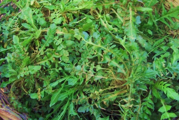 胡萝卜|护眼只知道吃胡萝卜5种食物对眼睛也很好，你竟然还不知道