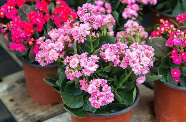 骨粉|养君子兰、长寿花，盆里撒点“万能肥”，新芽猛长，呼呼开花！