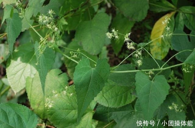 路边这种“野草”，果实似盒子，小时当玩具，不知是珍贵药草！