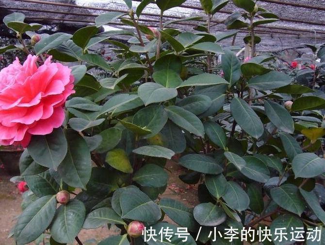 茶花上市了，买回家不会养，做好4件事，不掉花苞，好养活