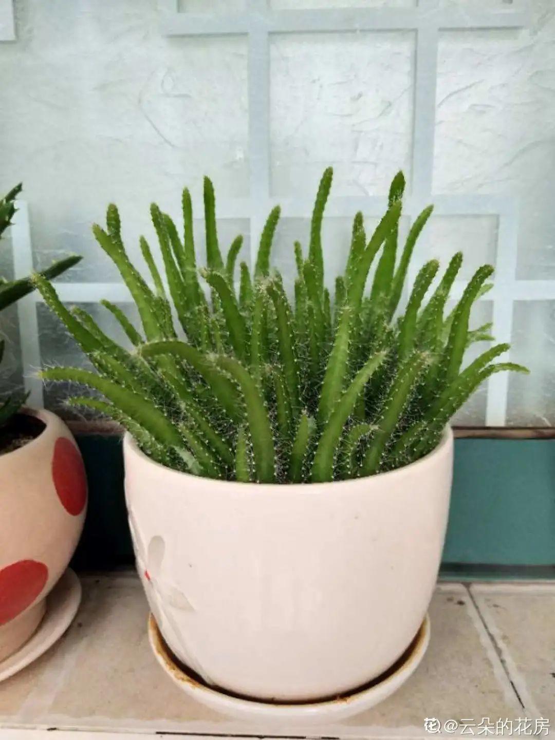 玉米棒子插盆里,7天冒出小森林,比绿萝吊兰好看